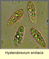 Hysterobrevium smilacis