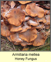 Armillaria mellea, Honey Fungus