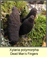 Xylaria longipes, Dead Moll's Fingers