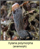 Xylaria polymorpha, anamorph