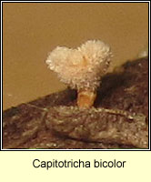Capitotricha bicolor