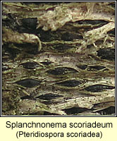 Splanchnonema scoriadeum