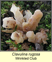 Clavulina rugosa, Wrinkled Club