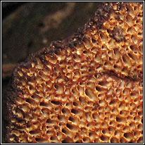 Daedaleopsis confragosa, Blushing Bracket