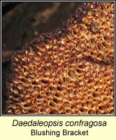 Daedaleopsis confragosa, Blushing Bracket
