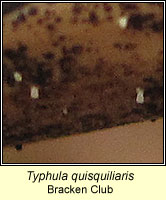 Typhula quisquiliaris, Bracken Club