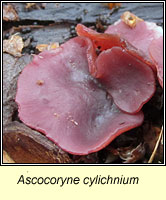 Ascocoryne cylichnium