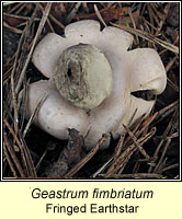 Geastrum fimbriatum, Fringed Earthstar