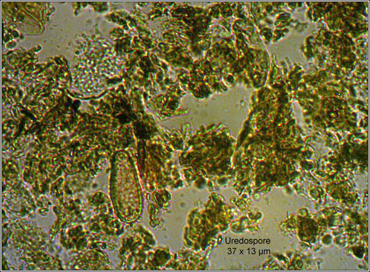 Fungi - Melampsora populnea