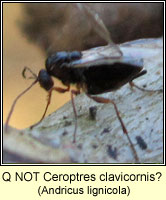 Q NOT Ceroptres clavicornis