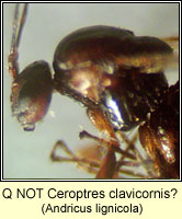 Q NOT Ceroptres clavicornis