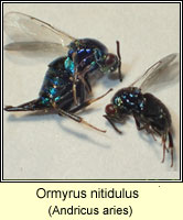 Ormyrus nitidulus