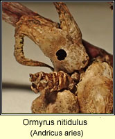 Ormyrus nitidulus