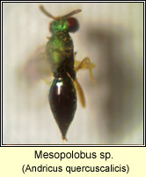 Mesopolobus