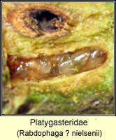 Platygastridae
