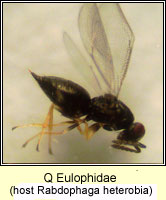 Q Eulophidae