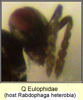 Q Eulophidae