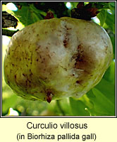 Curculio villosus