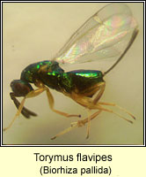 Torymus flavipes, female