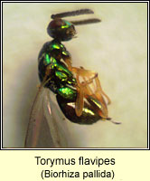 Torymus flavipes, male