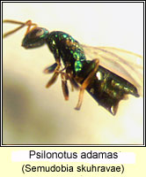 Pteromalidae, Psilonotus adamas