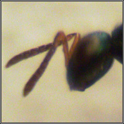 Pteromalidae, Psilonotus adamas