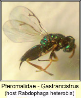Pteromalidae, Gastrancistrus