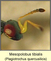 Pteromalidae, Mesopolobus tibialis