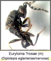 Eurytomidae, Eurytoma rosae Q