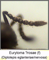 Eurytomidae, Eurytoma rosae Q