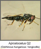 Eulophidae, Aprostocetus Q2