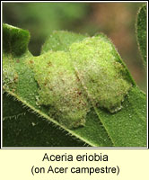 Aceria eriobia