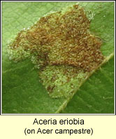 Aceria eriobia
