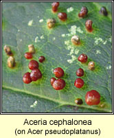 Aceria cephalonea