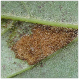 Aceria pseudoplatani