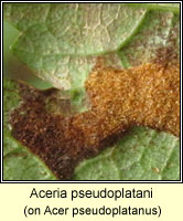 Aceria pseudoplatani