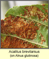 Acalitus brevitarsus
