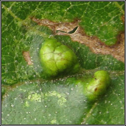 Aceria nalepai (Eriophyes inangulis)