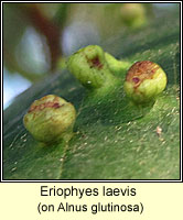 Eriophyes laevis