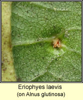 Eriophyes laevis