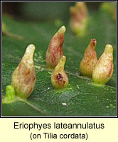 Eriophyes lateannulatus