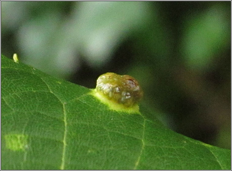 Eriophyoidea 1
