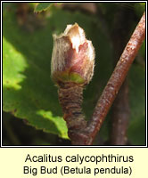 Acalitus calycophthirus, Big bud