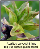 Acalitus calycophthirus, Big bud