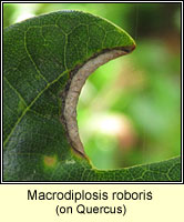 Macrodiplosis roboris