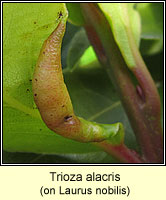 Trioza alacris