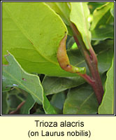 Trioza alacris (Lauritrioza alacris)