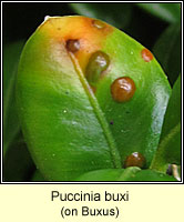 Puccinia buxi