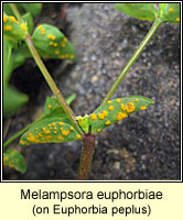 Melampsora euphorbiae
