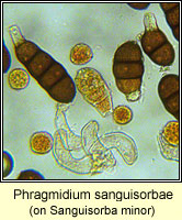 Phragmidium sanguisorbae